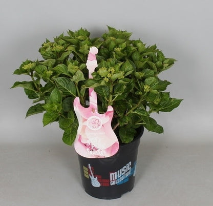  Hortensia Soft Pink Salsa (Hydrangea 'Music Collection')