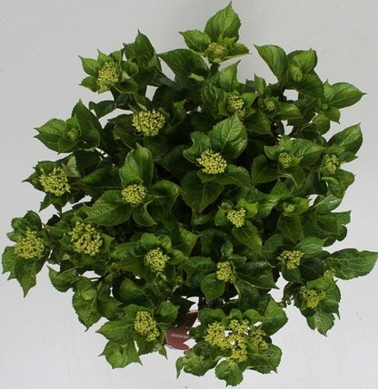 Hortensia Soft Pink Salsa (Hydrangea 'Music Collection')