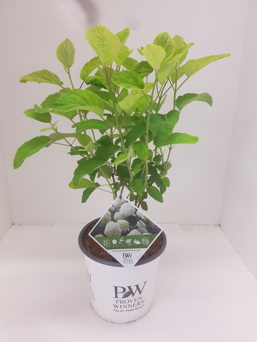  Hortensia (Hydrangea 'Strong Annabelle')