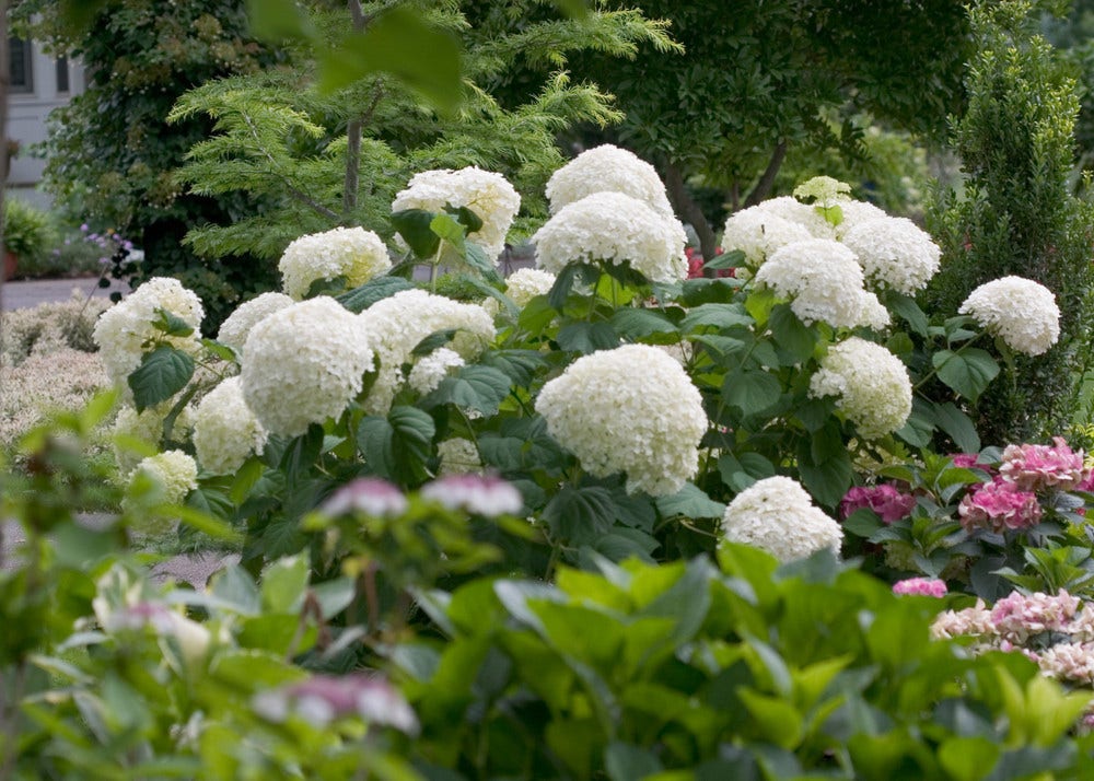  Hortensia (Hydrangea 'Strong Annabelle')