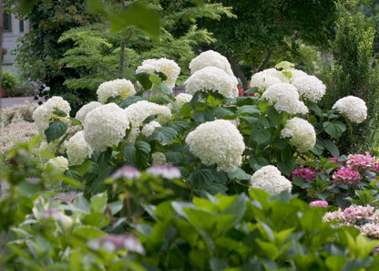  Hortensia (Hydrangea 'Strong Annabelle')