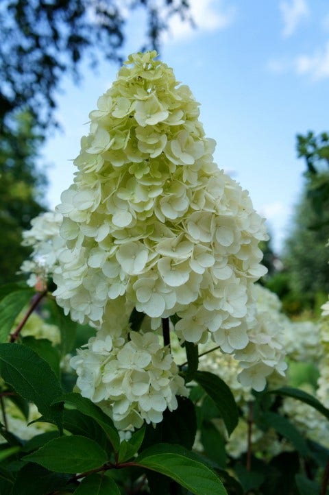  Pluimhortensia (Hydrangea Paniculata 'Sundae Fraise')