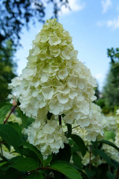  Pluimhortensia (Hydrangea Paniculata 'Sundae Fraise')