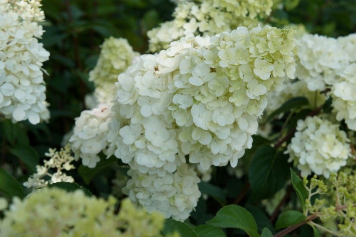  Pluimhortensia (Hydrangea Paniculata 'Sundae Fraise')