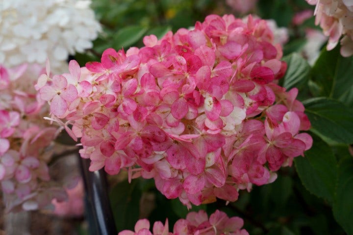  Pluimhortensia (Hydrangea Paniculata 'Sundae Fraise')
