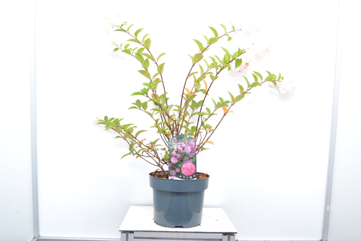  Pluimhortensia (Hydrangea Paniculata 'Sundae Fraise')