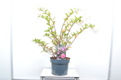  Pluimhortensia (Hydrangea Paniculata 'Sundae Fraise')