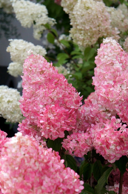  Pluimhortensia (Hydrangea Paniculata 'Vanille Fraise')