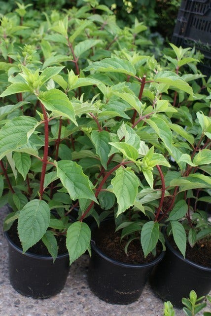  Pluimhortensia (Hydrangea Paniculata 'Vanille Fraise')