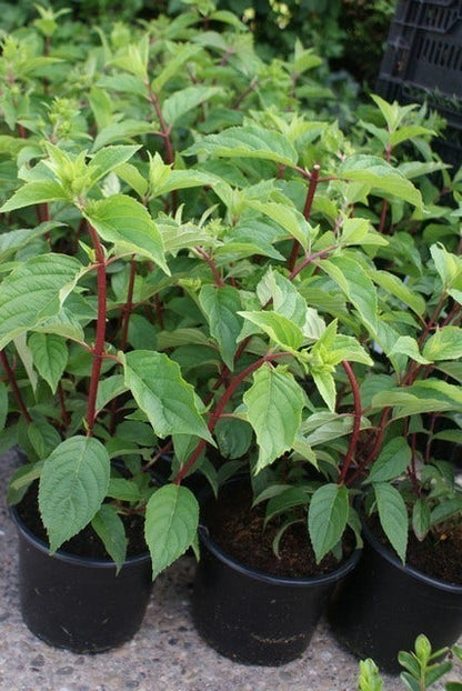  Pluimhortensia (Hydrangea Paniculata 'Vanille Fraise')