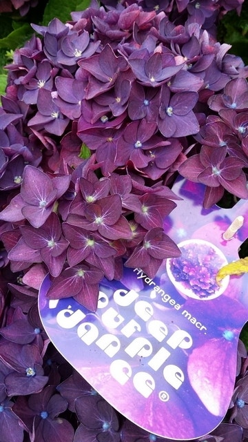  Hortensia Deep Purple Dance (Hydrangea 'Music Collection')