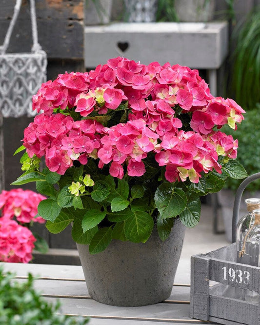  Hortensia Rood (Hydrangea 'Forever&Ever')