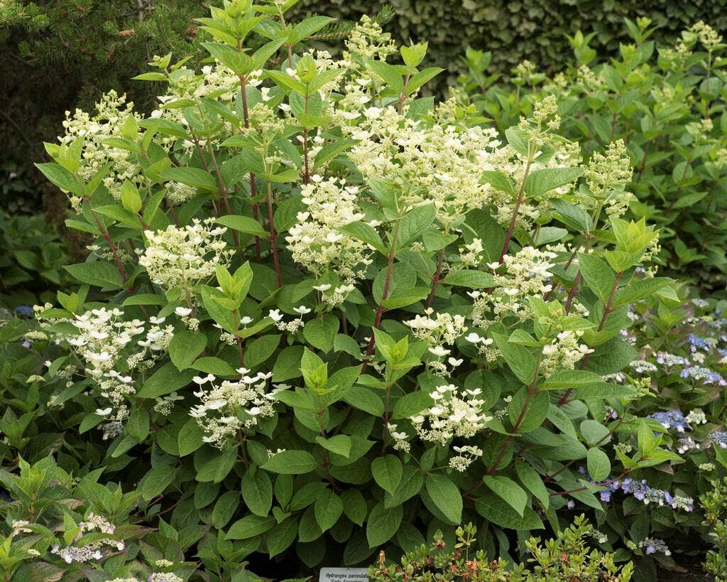  Pluimhortensia (Hydrangea Paniculata 'Early Sensation')