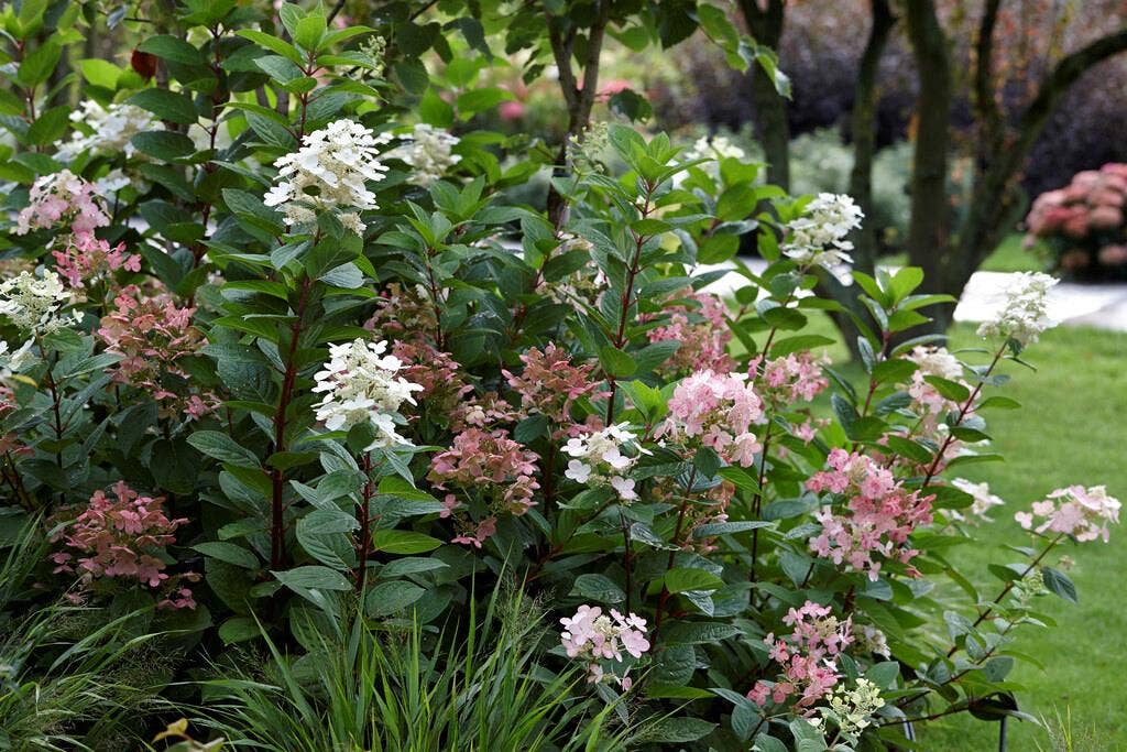  Pluimhortensia (Hydrangea Paniculata 'Early Sensation')