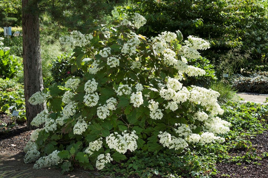  Eikenbladhortensia (Hydrangea Quercifolia)
