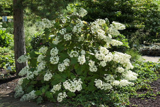  Eikenbladhortensia (Hydrangea Quercifolia)