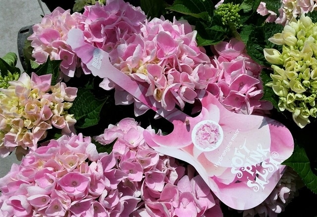  Hortensia Soft Pink Salsa (Hydrangea 'Music Collection')