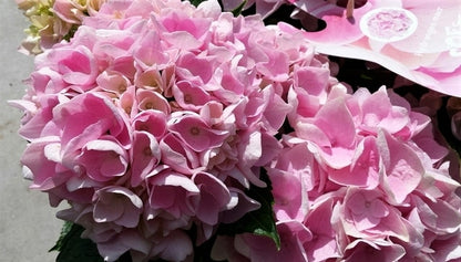  Hortensia Soft Pink Salsa (Hydrangea 'Music Collection')