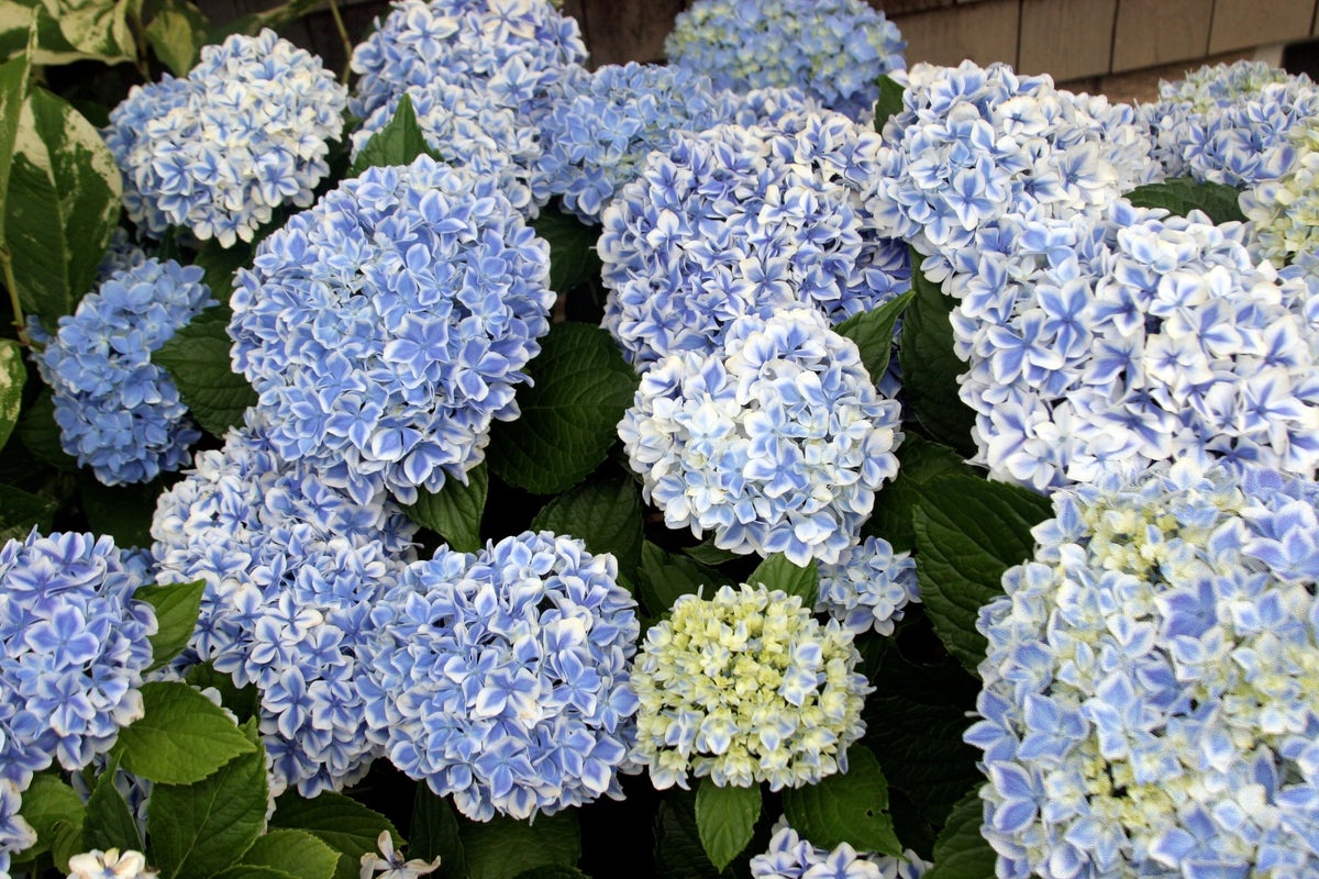  Hortensia (Hydrangea 'Peppermint')