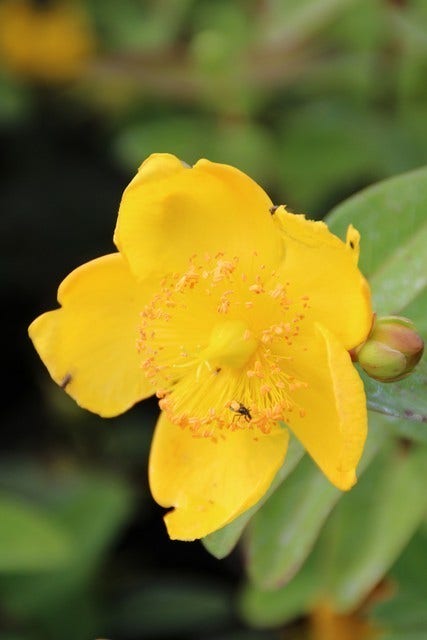  Hertshooi (Hypericum 'Peter Dummer')