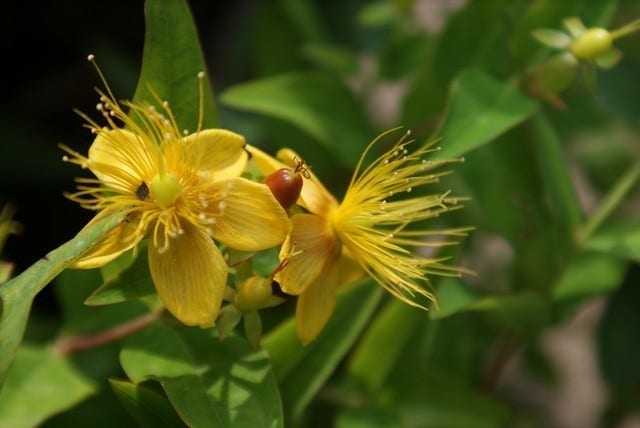  Hertshooi (Hypericum Androsaemum)