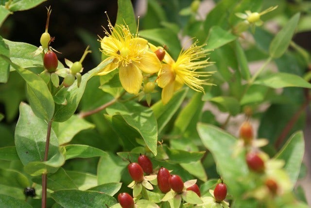  Hertshooi (Hypericum Androsaemum)
