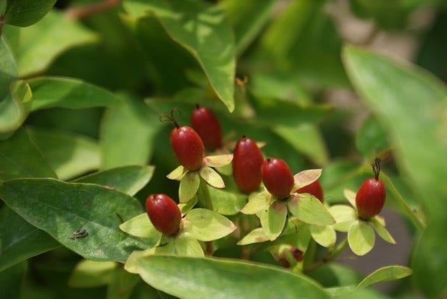  Hertshooi (Hypericum Androsaemum)