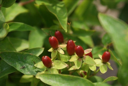  Hertshooi (Hypericum Androsaemum)