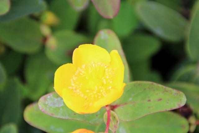  Hertshooi (Hypericum 'Peter Dummer')