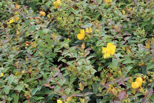  Hertshooi (Hypericum 'Peter Dummer')