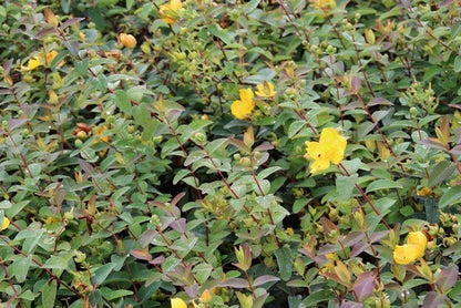  Hertshooi (Hypericum 'Peter Dummer')