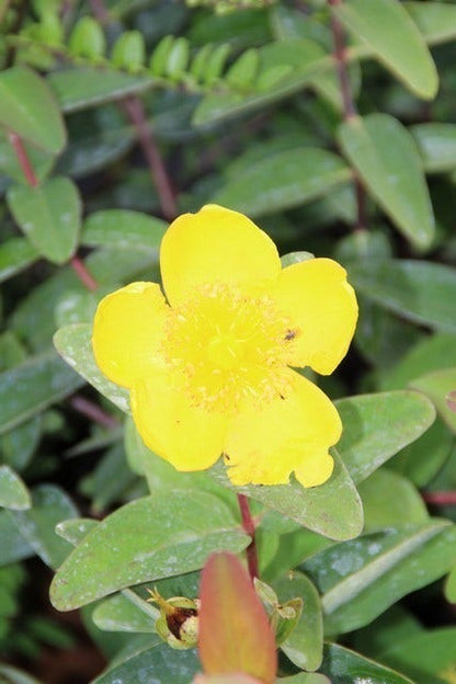  Hertshooi (Hypericum 'Peter Dummer')