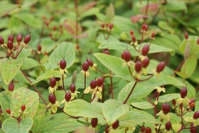  Hertshooi (Hypericum 'Rheingold')