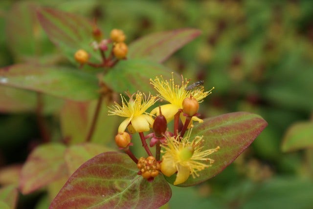  Hertshooi (Hypericum 'Rheingold')