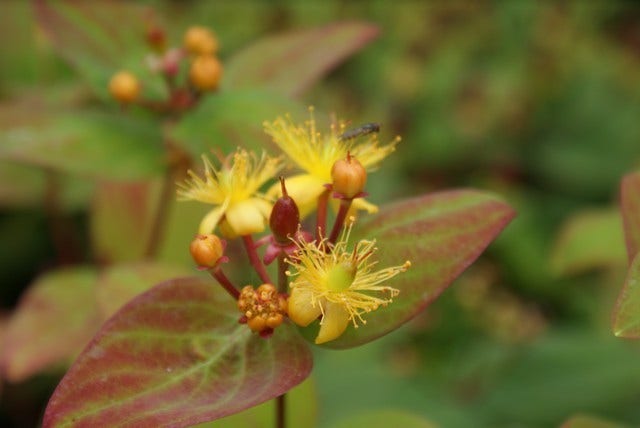  Hertshooi (Hypericum 'Rheingold')