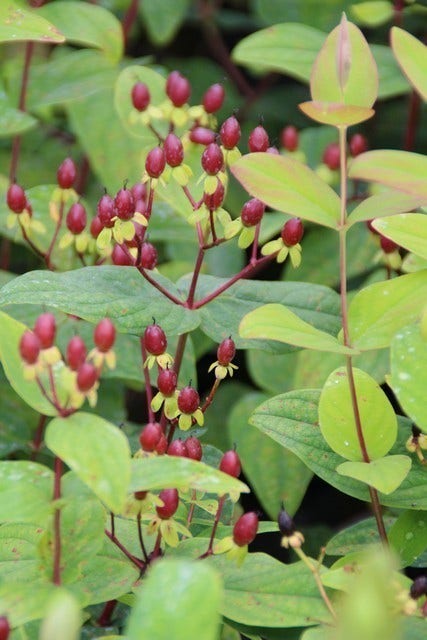  Hertshooi (Hypericum 'Rheingold')