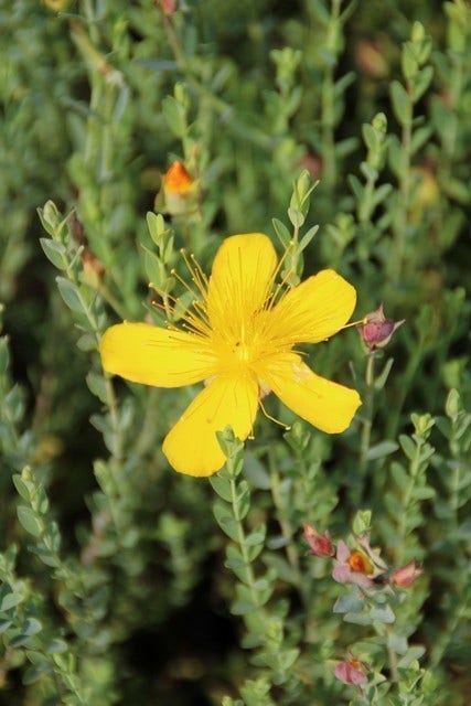  Hertshooi (Hypericum Olympicum (polyphyllum))