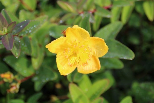  Hertshooi (Hypericum 'Peter Dummer')