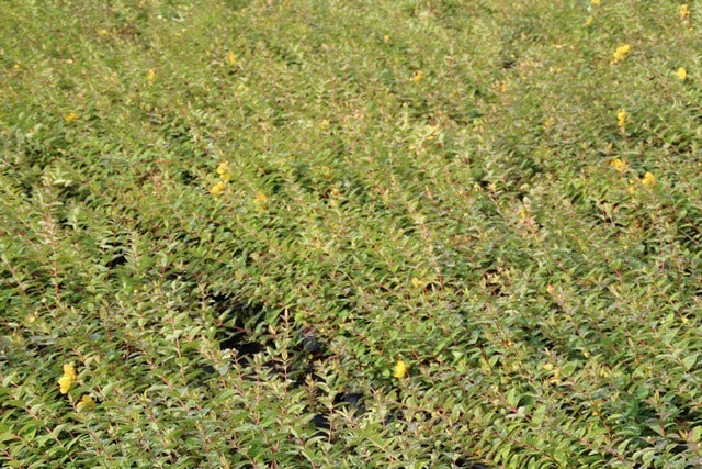  Hertshooi (Hypericum 'Peter Dummer')