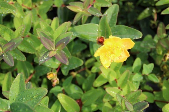  Hertshooi (Hypericum 'Peter Dummer')