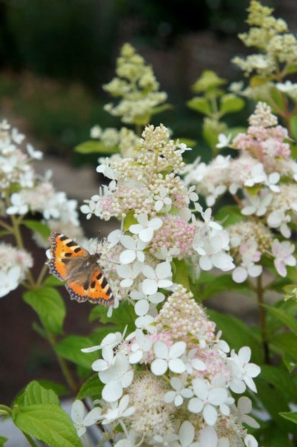  Pluimhortensia (Hydrangea Paniculata 'Confetti')
