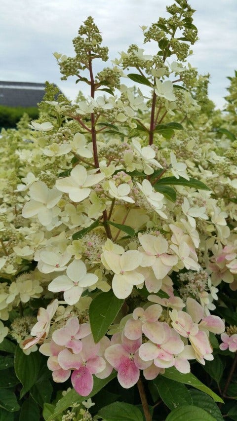  Pluimhortensia (Hydrangea Paniculata 'Confetti')
