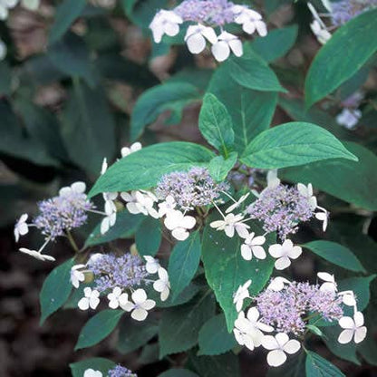  Hortensia (Hydrangea Serrata 'Bluebird')