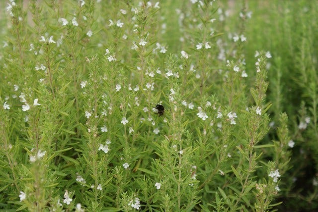  Hyssop (Hyssopus Officinalis) BIO