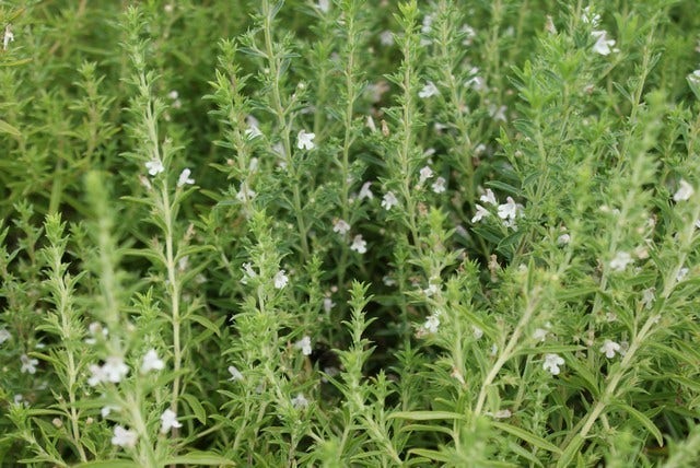  Hyssop (Hyssopus Officinalis) BIO