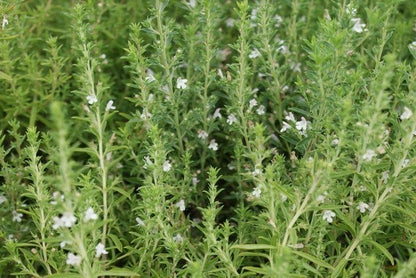  Hyssop (Hyssopus Officinalis) BIO