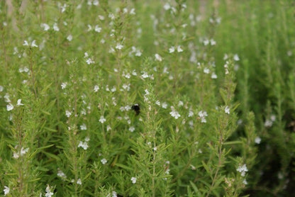  Hyssop (Hyssopus Officinalis) BIO