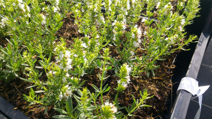  Hyssop (Hyssopus Officinalis)