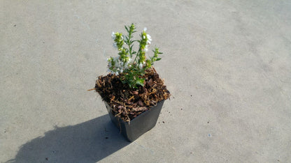  Hyssop (Hyssopus Officinalis)