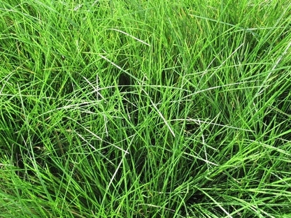  Smele (Deschampsia Cespitosa 'Goldtau')